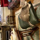 Foto del gato perdido en Cherbourg