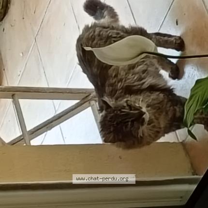 Foto 1/1 Gato encontrado Encontrado en Lescar