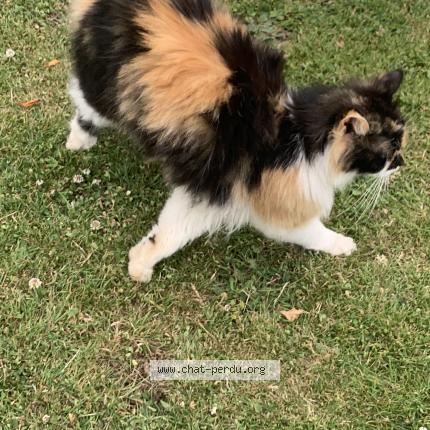 Foto 1/1 Gato encontrado Encontrado en Trelon