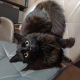 Foto del gato perdido en Savigny