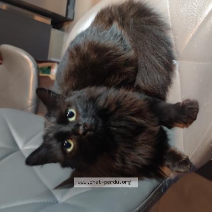 Foto 1/1 Louna Chat perdido en Savigny