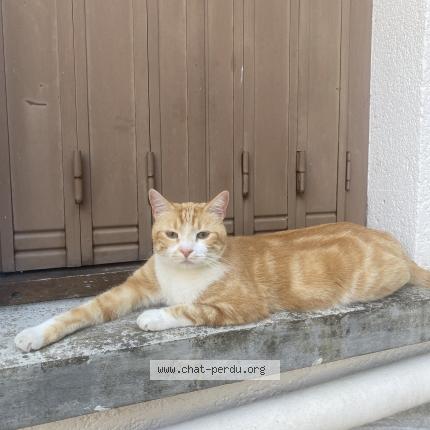 Foto 1/1 pogo Chat perdido en Creteil