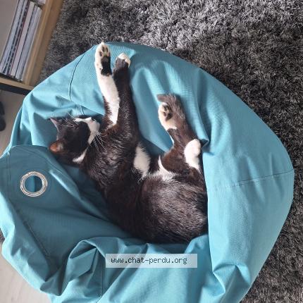 Foto 1/1 SIMBA Chat perdido en Voiron