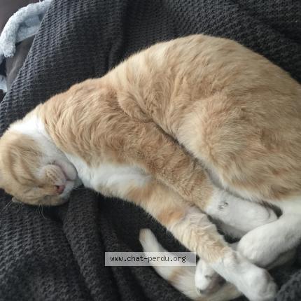 Foto 1/1 Gato encontrado Perdido en Bidart