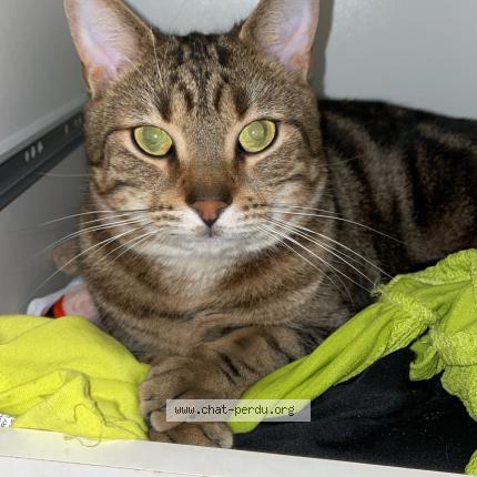 Foto 1/1 Lino Chat perdido en Breuillet