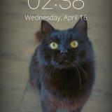 Foto del gato perdido en Montfort Sur Meu