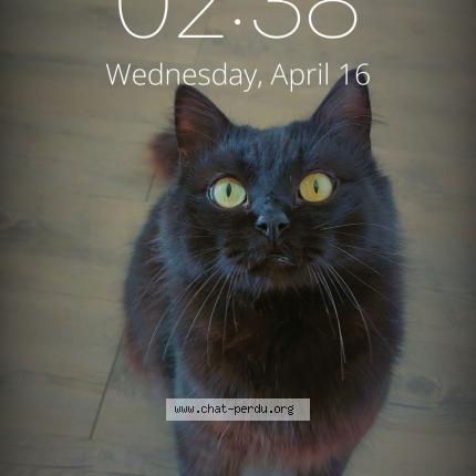 Foto 1/1 Tempête Chat perdido en Montfort sur meu