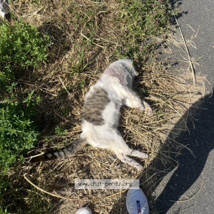 Foto 1/1 Gato encontrado Encontrado en Montigny le bretoneux
