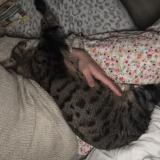 Foto del gato perdido en Montbeliard