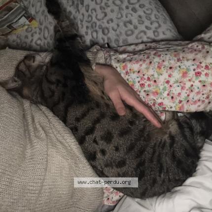 Foto 1/2 Nala Chat perdido en Montbeliard