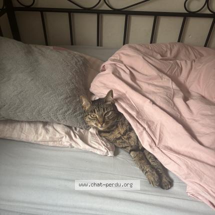 Foto 2/2 Nala Chat perdido en Montbeliard