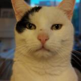 Foto del gato perdido en Villeneuve D Ascq