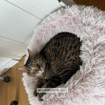 Foto 1/1 Noisette Chat perdido en Colmar