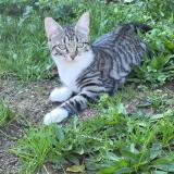 Foto del gato perdido en 42540 Ste Colombe Sur Gand