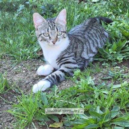 Foto 1/1 Molly Chat perdido en 42540 ste colombe sur gand