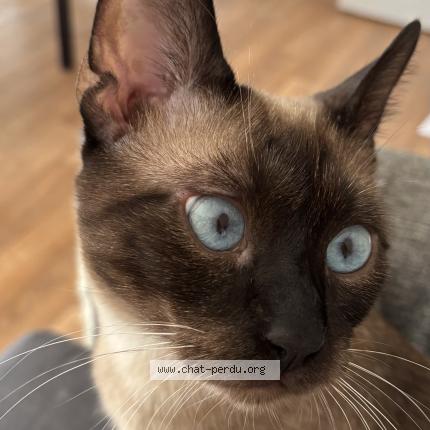 Foto 1/1 Chatbidou Chat perdido en Creteil