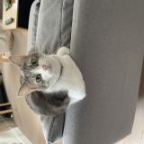 Foto del gato perdido en Angers