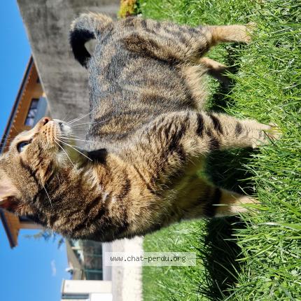 Foto 1/1 Chouwi Chat perdido en Scionzier