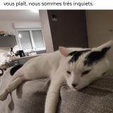 Foto del gato perdido en Critot