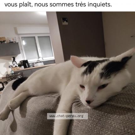 Foto 1/1 Stitch Chat perdido en Critot