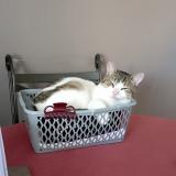 Foto del gato perdido en Habarcq