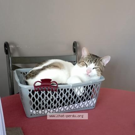 Foto 1/1 Otis Chat perdido en Habarcq