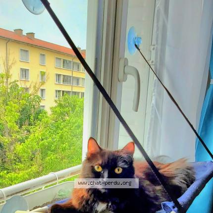 Foto 1/1 Didou Chat perdido en Lyon