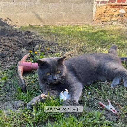 Foto 1/3 Rico Chat perdido en Guyancourt