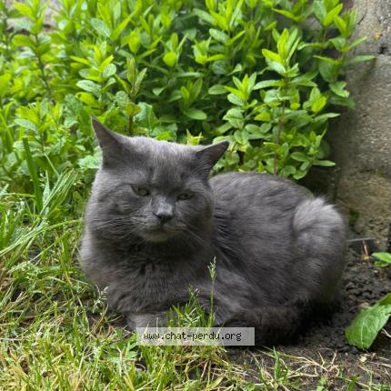 Foto 3/3 Rico Chat perdido en Guyancourt