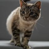 Foto del gato perdido en Sendets