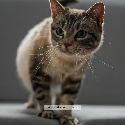 Foto 1/1 Neige Chat perdido en Sendets