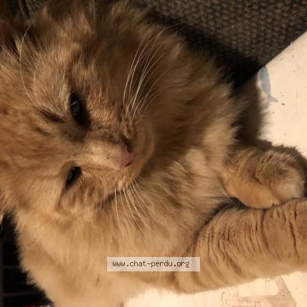 Foto 1/1 Boulette Chat perdido en Saint vivien de medoc