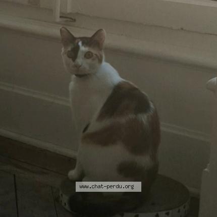 Foto 1/1 Louise-Michel Chat perdido en Lyon