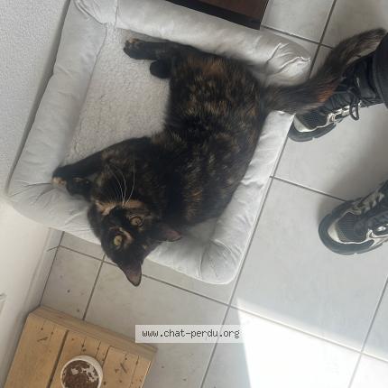 Foto 1/1 Deca Chat perdido en Gaillav