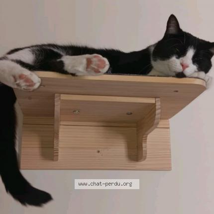 Foto 1/1 Patachou Chat perdido en Saint ambroise