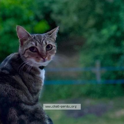 Foto 1/1 Youna Chat perdido en Arconnay