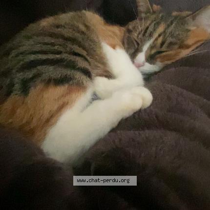 Foto 1/1 Nina Chat perdido en La queue en brie