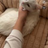 Foto del gato perdido en Charly