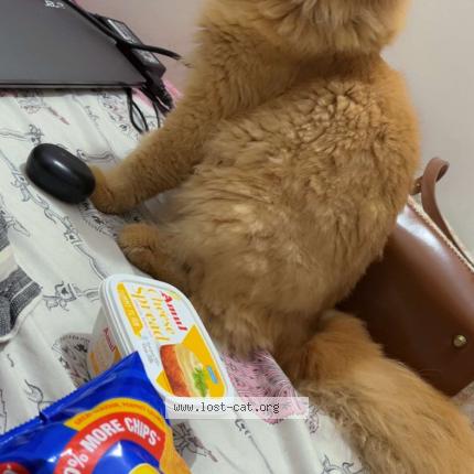 Foto 1/1 Coco Chat perdido en Pune