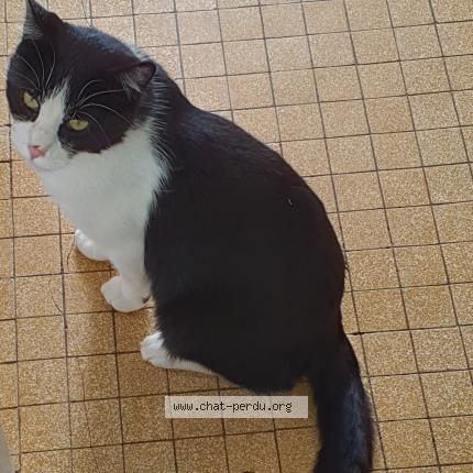 Foto 1/1 Junior Chat perdido en Lux