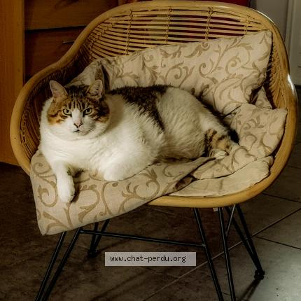 Foto 1/1 WINSTON Chat perdido en Castres