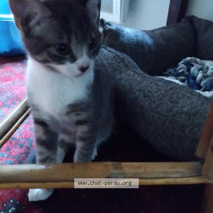 Foto 1/1 Gato encontrado Encontrado en Rennes