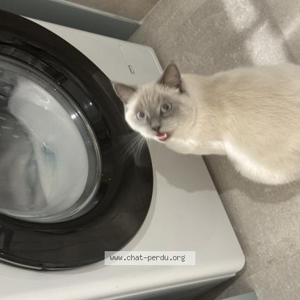 Foto 3/3 Oscar Chat perdido en Aulnay sous bois