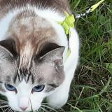 Foto del gato perdido en Saint Jacques De La Lande