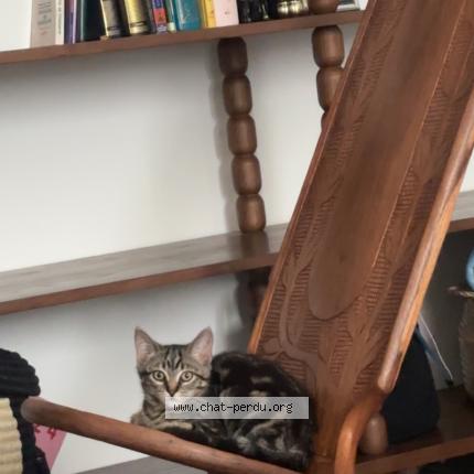 Foto 1/1 Baghera Chat perdido en Saint denis