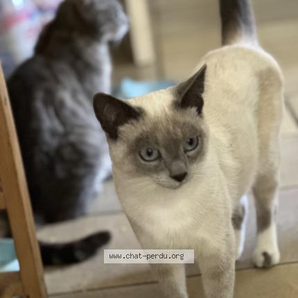 Foto 1/1 Pompon Chat perdido en Vaucresson
