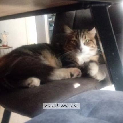 Foto 1/1 Aurelie Boucekkine Chat perdido en Juvignac