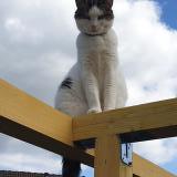 Foto del gato perdido en Croissy Beaubourg
