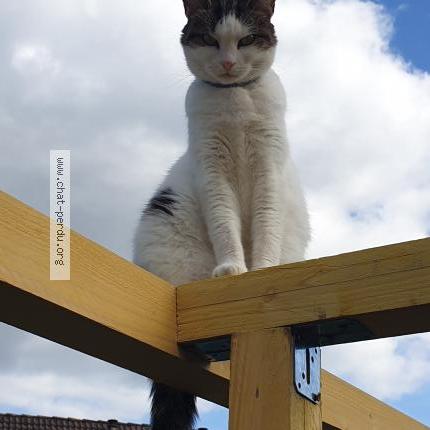 Foto 1/2 Mia Chat perdido en Croissy beaubourg