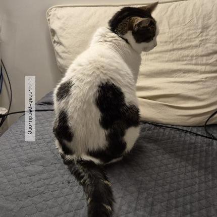 Foto 2/2 Mia Chat perdido en Croissy beaubourg